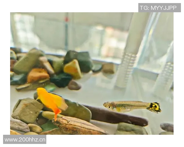 今日趣图：探讨鱼缸中的咸水鱼与淡水鱼共存的可能性与挑战